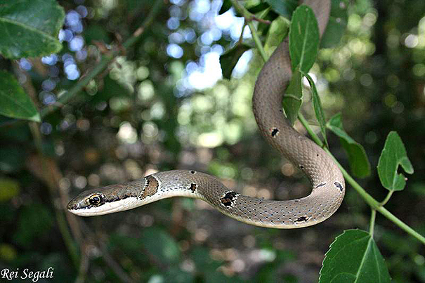     זעמן זיתני  Ghamchen Snake  Coluber najadum                            גליל מערבי,יוני 2007.